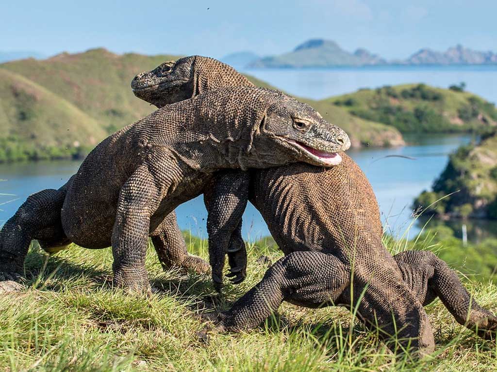 komodo-island---balientdecken